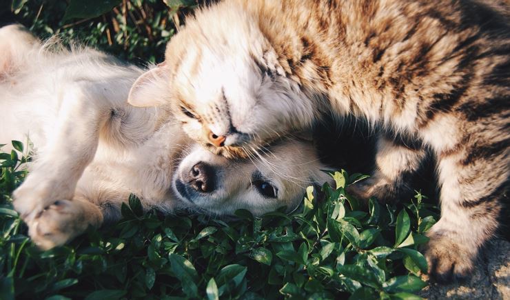 Des Menschen BESTERN FREUND