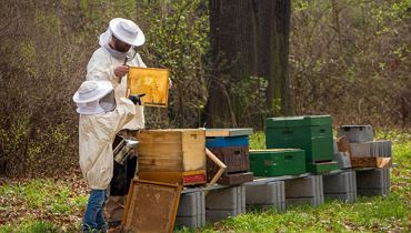 Beekeeping for kids