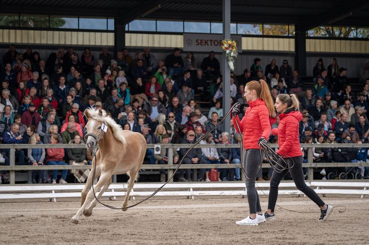 60. Tiroler Haflinger Stutfohlen Auktion