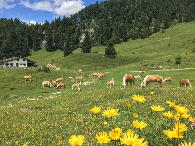 Giornata dell'esperienza a Hengstalm