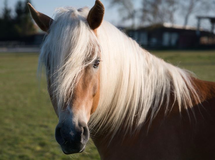 Dove gli Haflinger sono di casa – Visita guidata esclusiva al Fohlenhof di Ebbs
