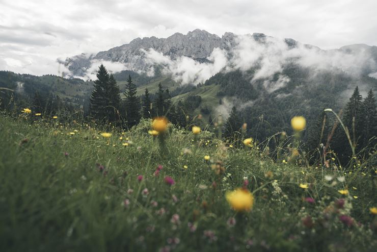 Die Vielfalt der alpinen Pflanzenschätze