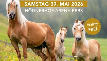 Haflinger Vereinsausstellung