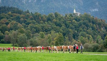Haflinger Stallon 'Almabtrieb'
