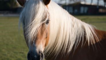 Wo Haflinger zuhause sind - Exklusive Gestütsführung im Fohlenhof Ebbs