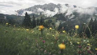 Themed tour - Plant treasures in the Kaiser Mountains