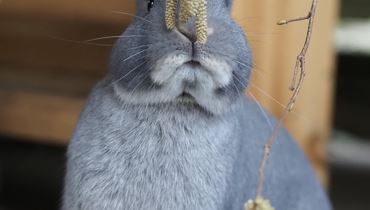 Osterschau des Kleintierzuchtvereins T8