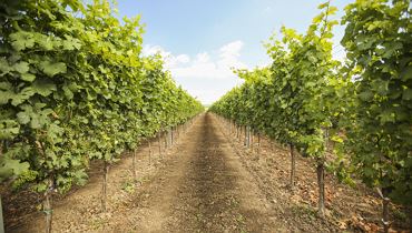 Weinverkostung mit Weingut Laurer